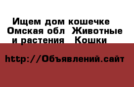 Ищем дом кошечке - Омская обл. Животные и растения » Кошки   